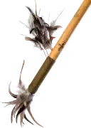 Voodoo Magie